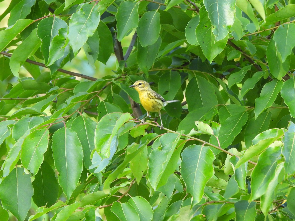 Prairie Warbler - ML620621962