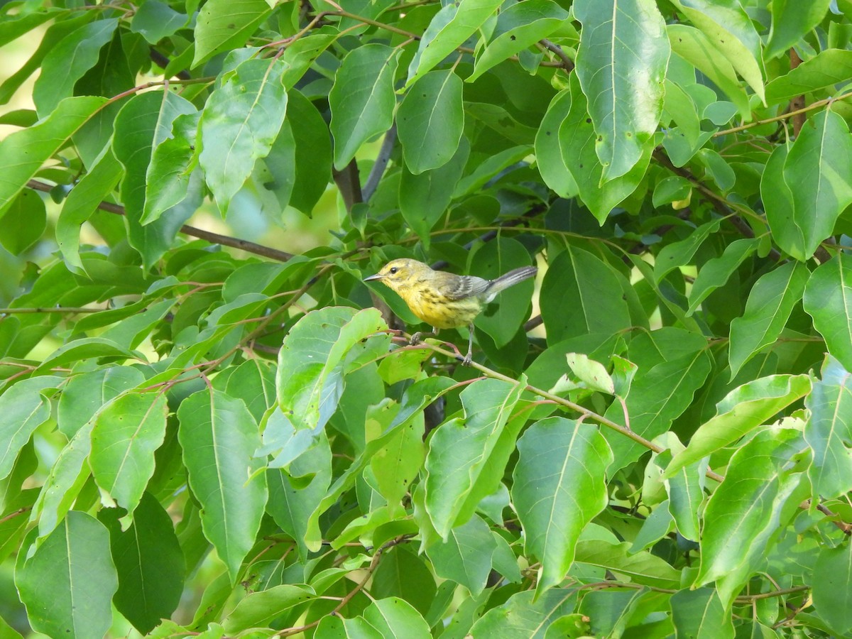 Prairie Warbler - ML620621963