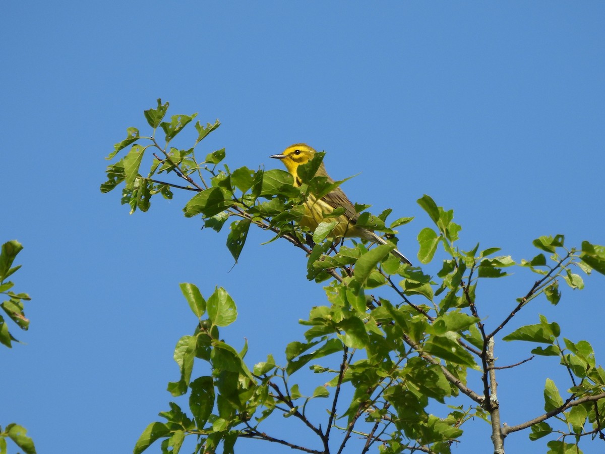 Rotmantel-Waldsänger - ML620621964