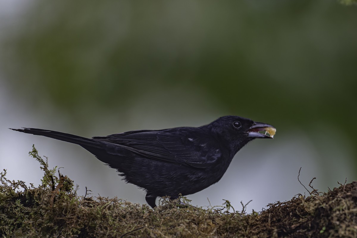 White-lined Tanager - ML620621965