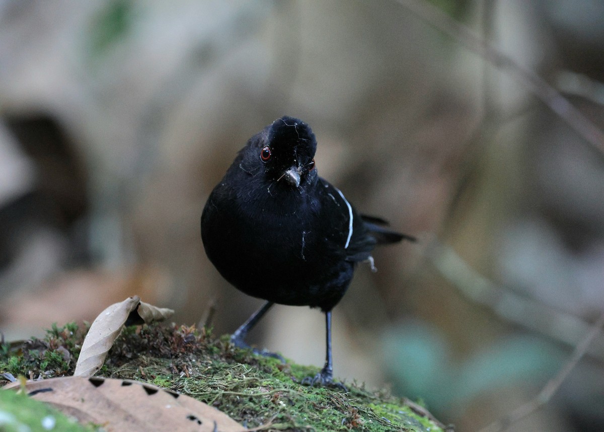 Schwarzkehl-Ameisenvogel - ML620621970