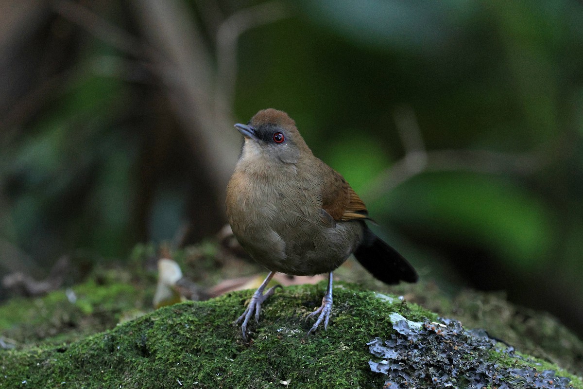 Schwarzkehl-Ameisenvogel - ML620621972