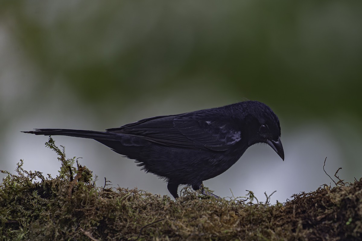 White-lined Tanager - ML620621974