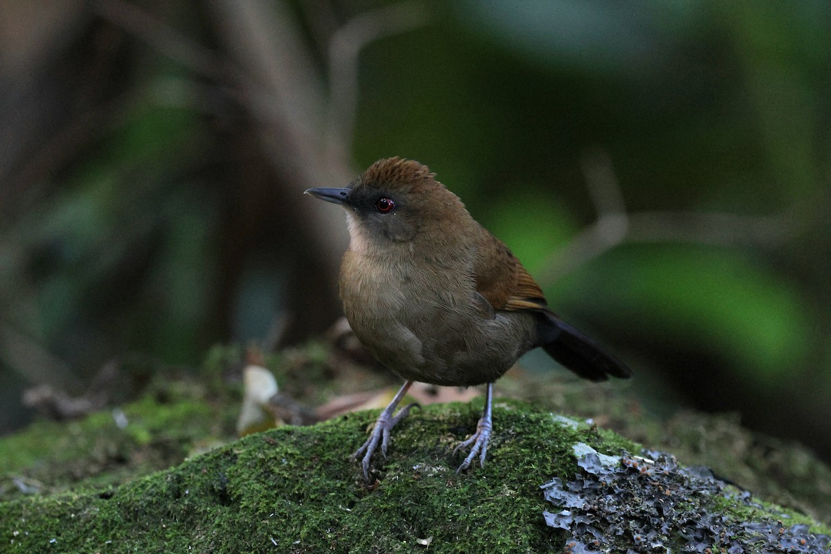 Schwarzkehl-Ameisenvogel - ML620621975