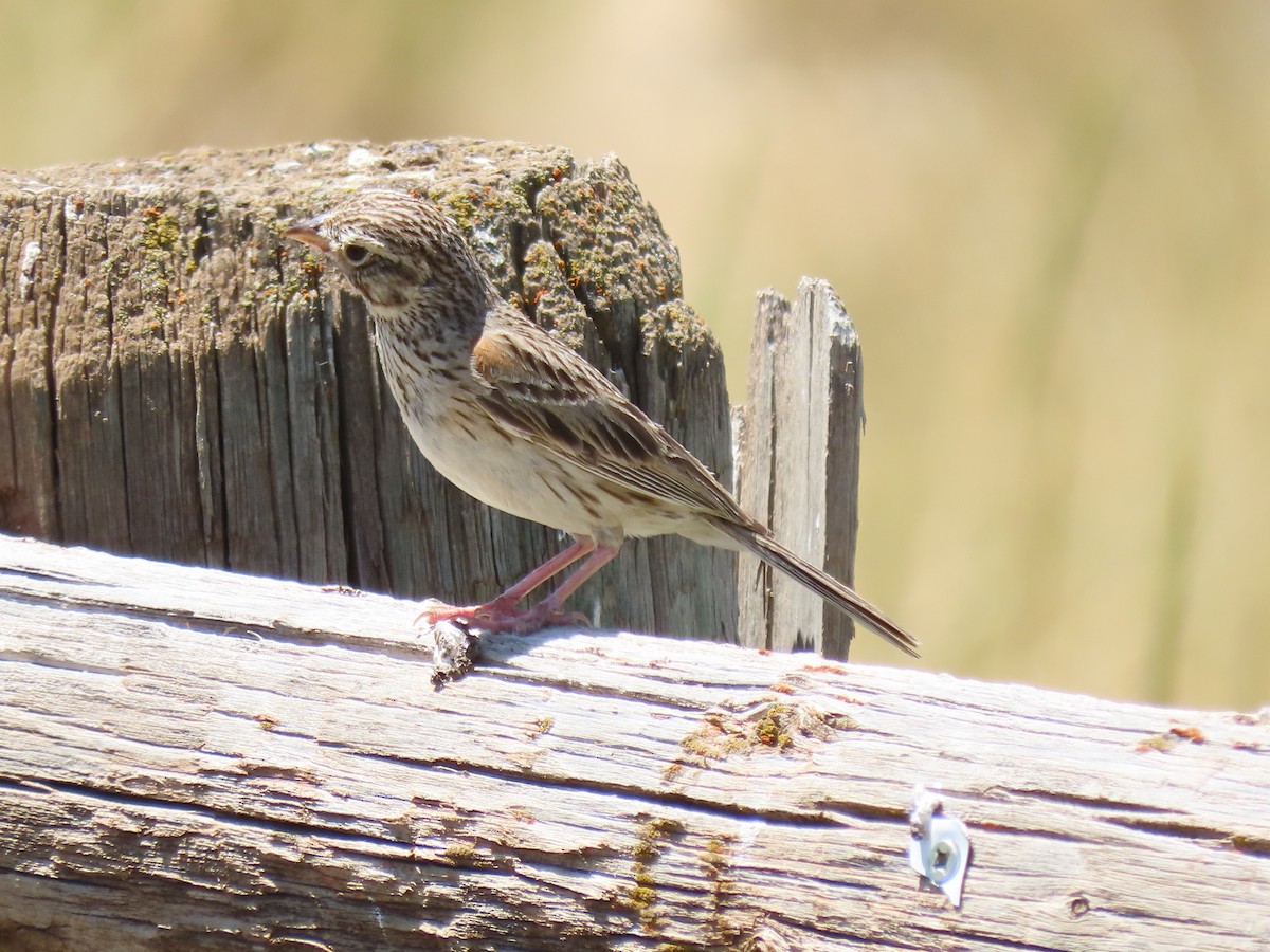 Vesper Sparrow - douglas diekman