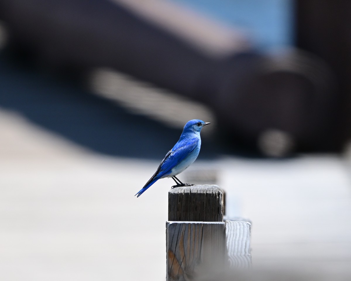 Mountain Bluebird - B T