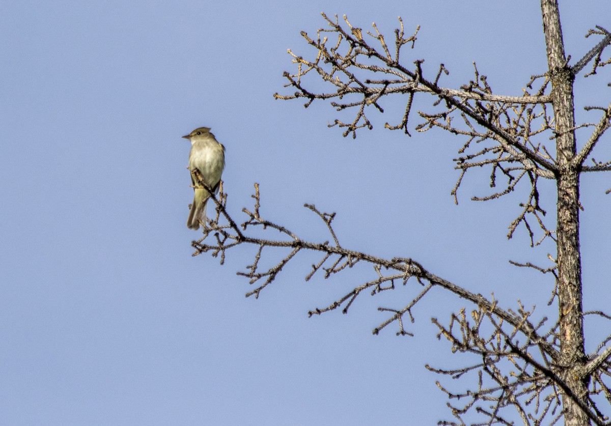 Alder Flycatcher - Daniel Martin