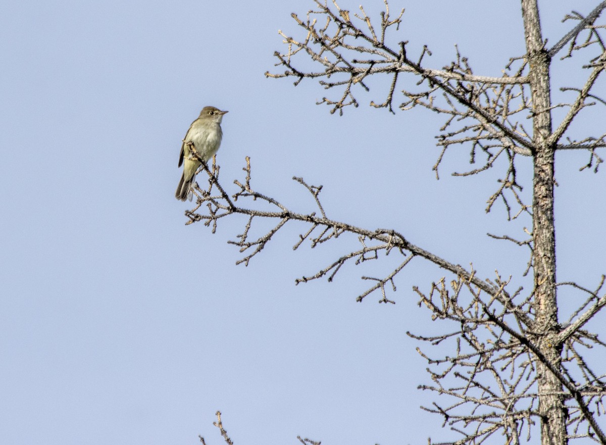 Alder Flycatcher - ML620621982