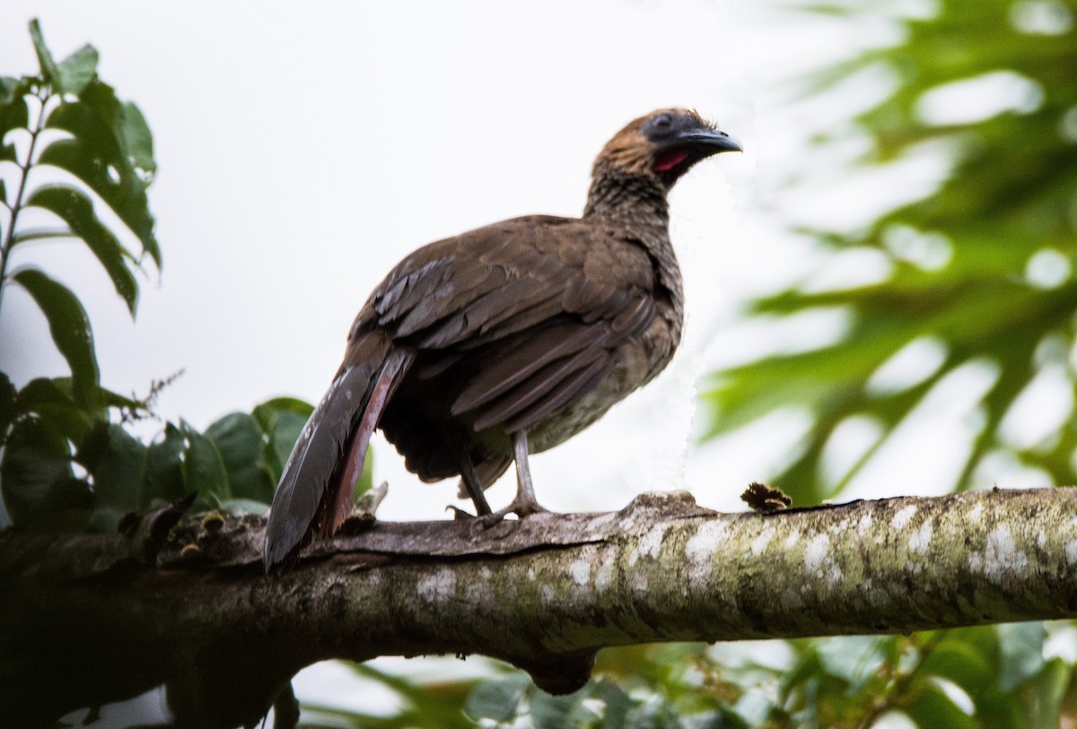 East Brazilian Chachalaca - ML620621984