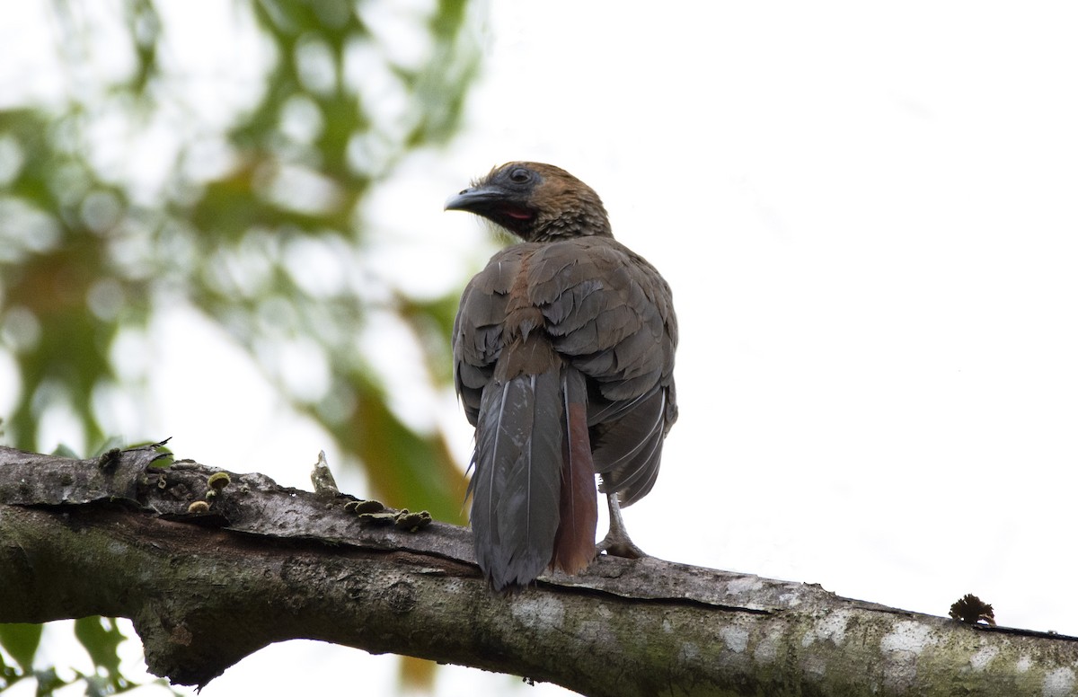 Chachalaca Oriental - ML620621985