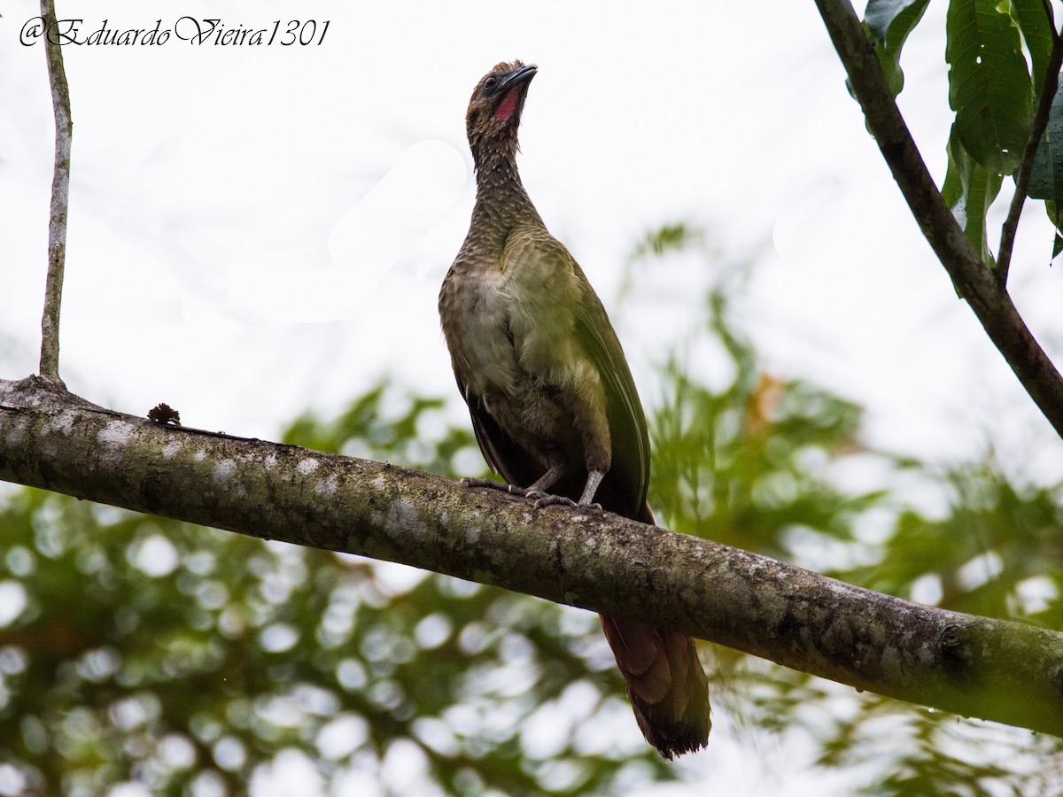 East Brazilian Chachalaca - ML620621987