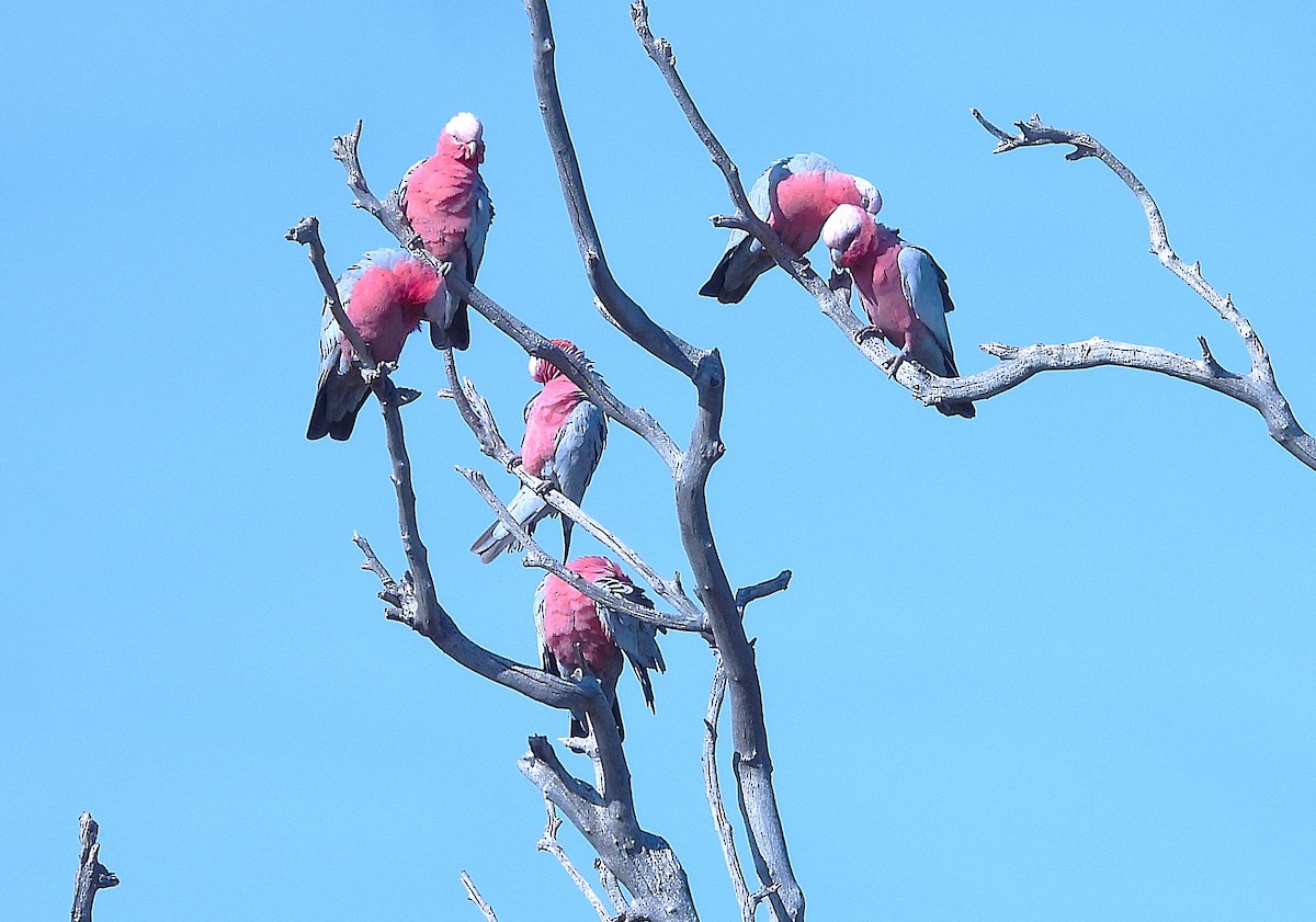 Galah - ML620621988