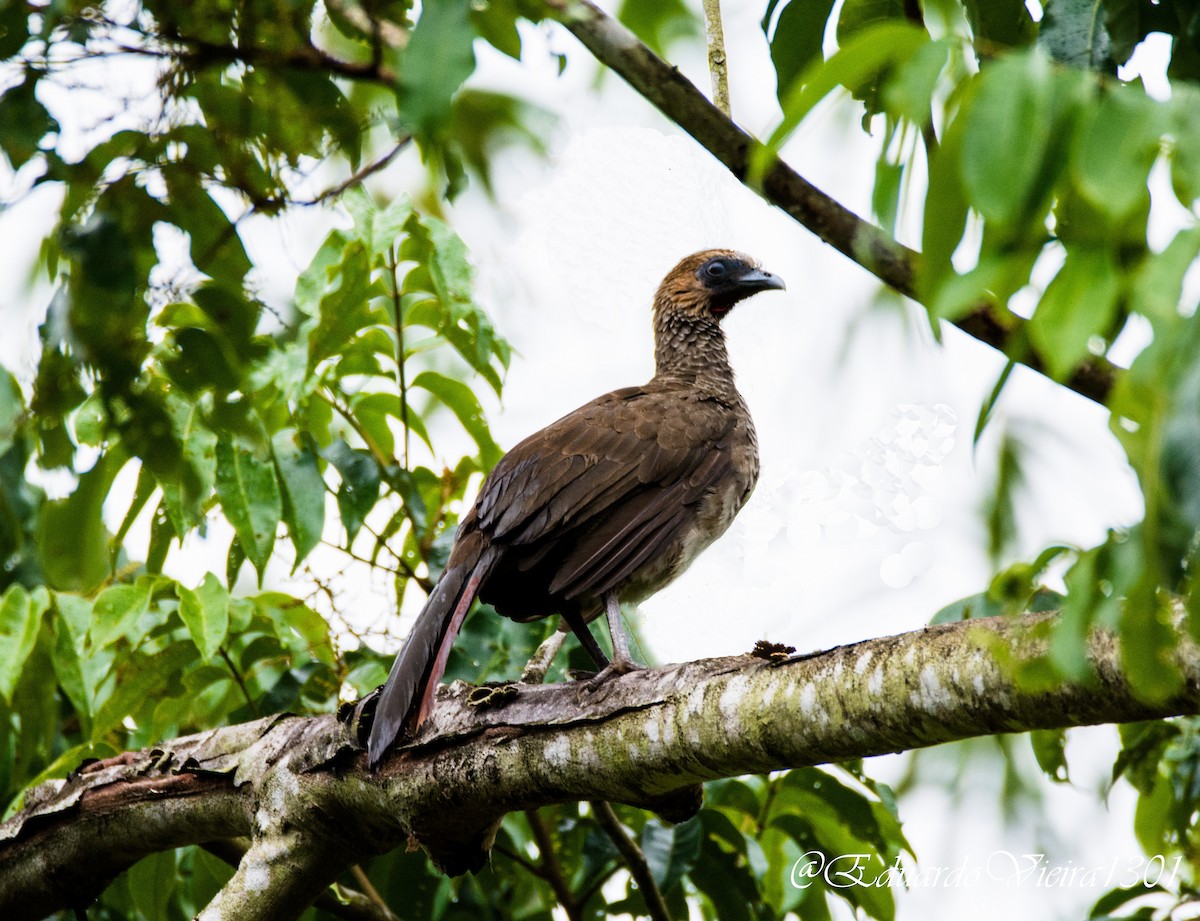 Chachalaca Oriental - ML620621989