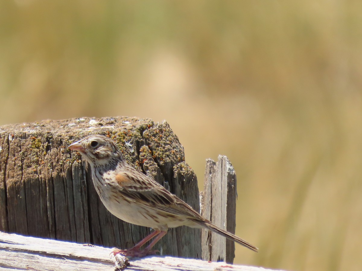 Vesper Sparrow - ML620621991