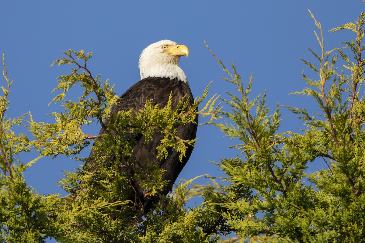 Bald Eagle - ML620621992