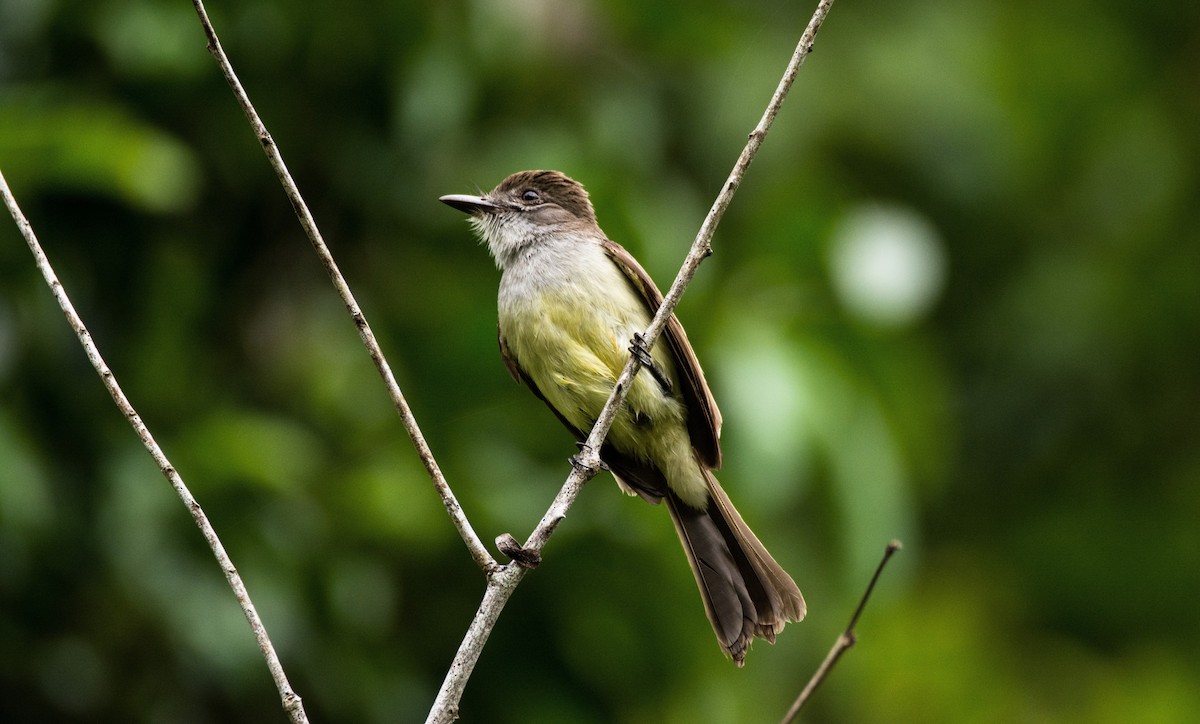 Short-crested Flycatcher - ML620621993