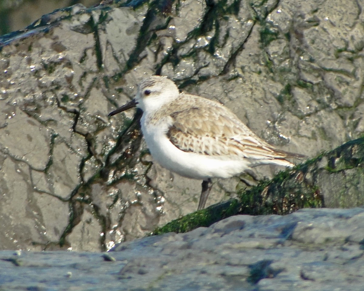 Bécasseau sanderling - ML620621994