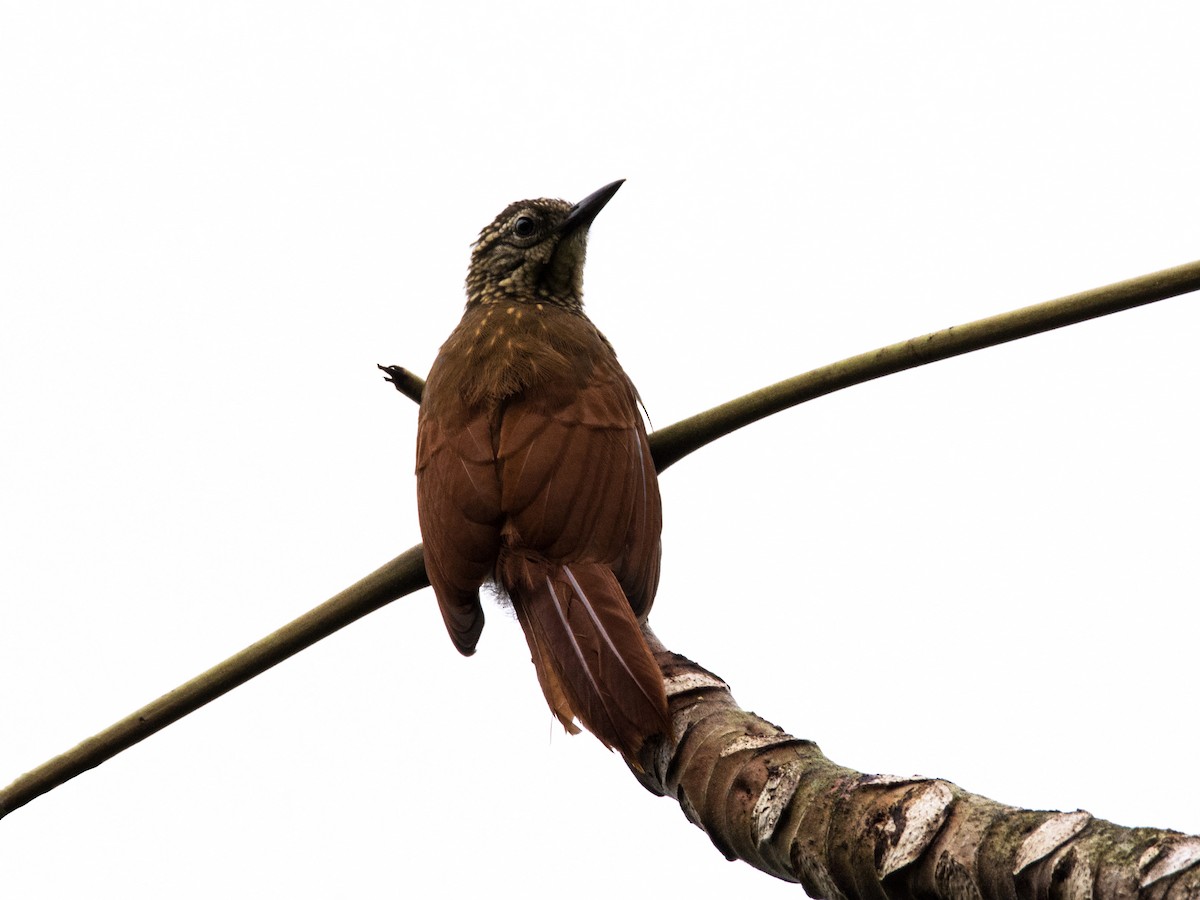 Straight-billed Woodcreeper - ML620621996