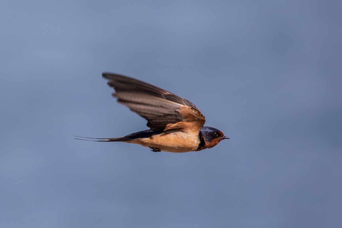 Hirondelle rustique (erythrogaster) - ML620621997