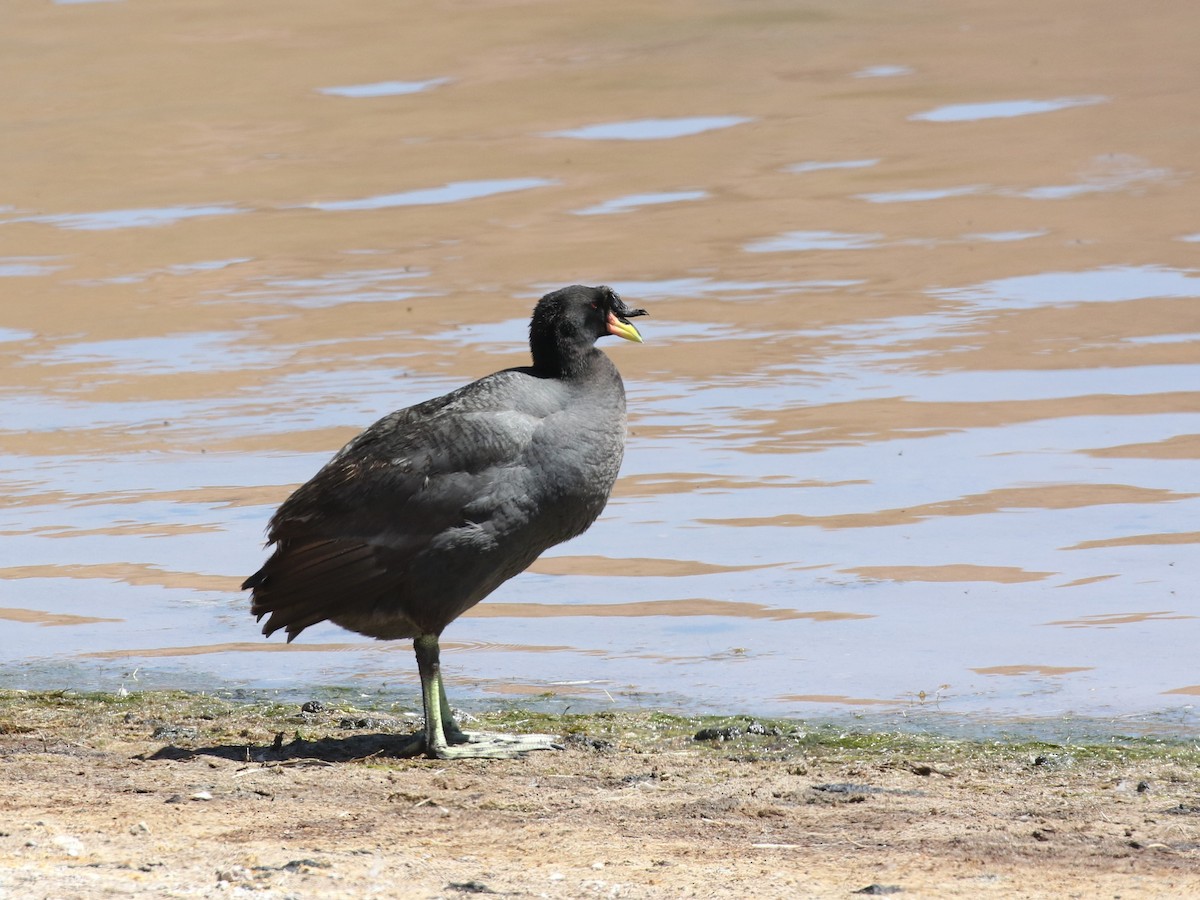 Horned Coot - ML620621999