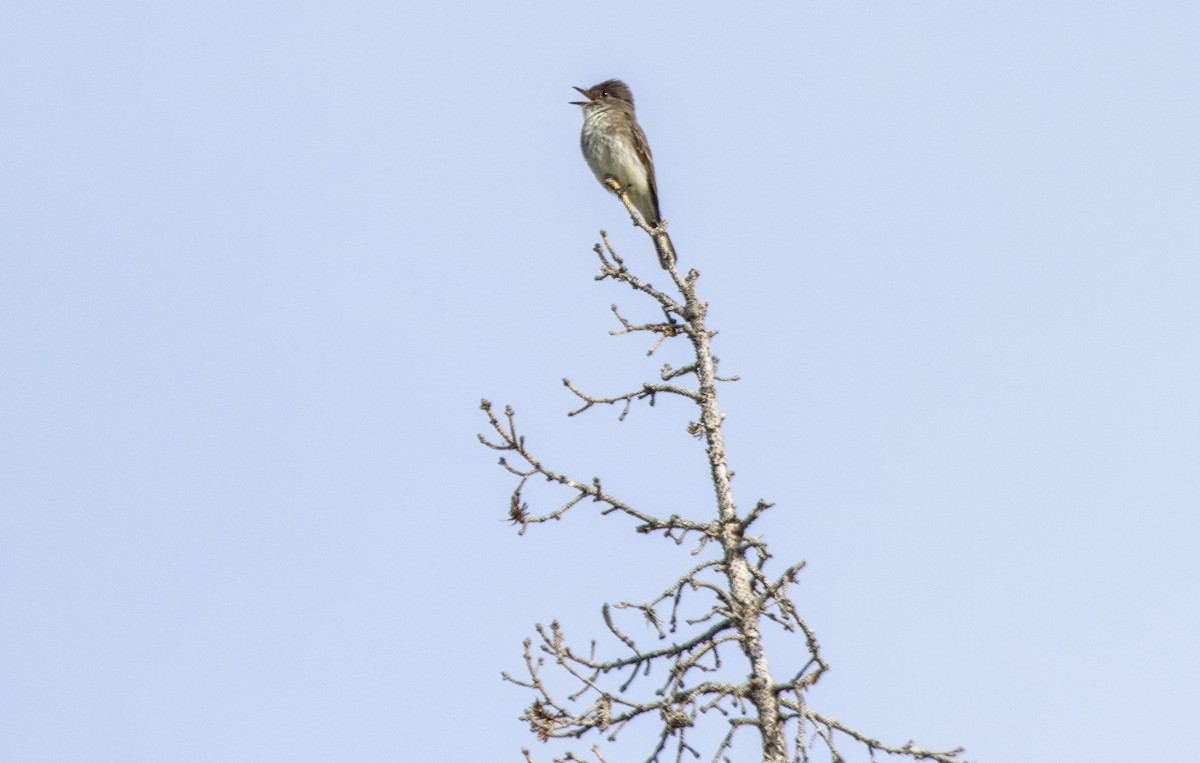 Eastern Phoebe - ML620622000