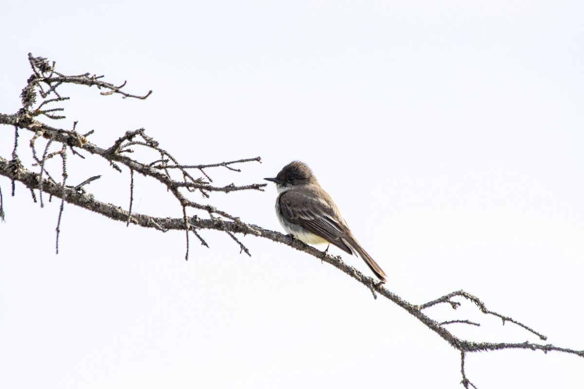 Eastern Phoebe - ML620622002