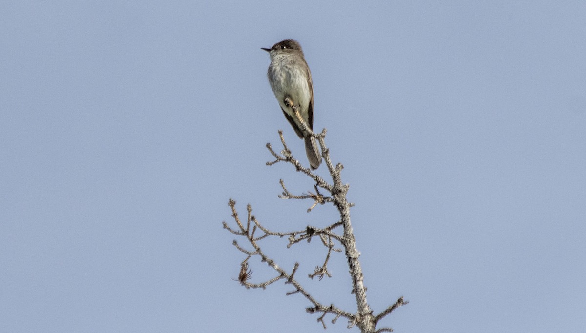 Eastern Phoebe - ML620622003