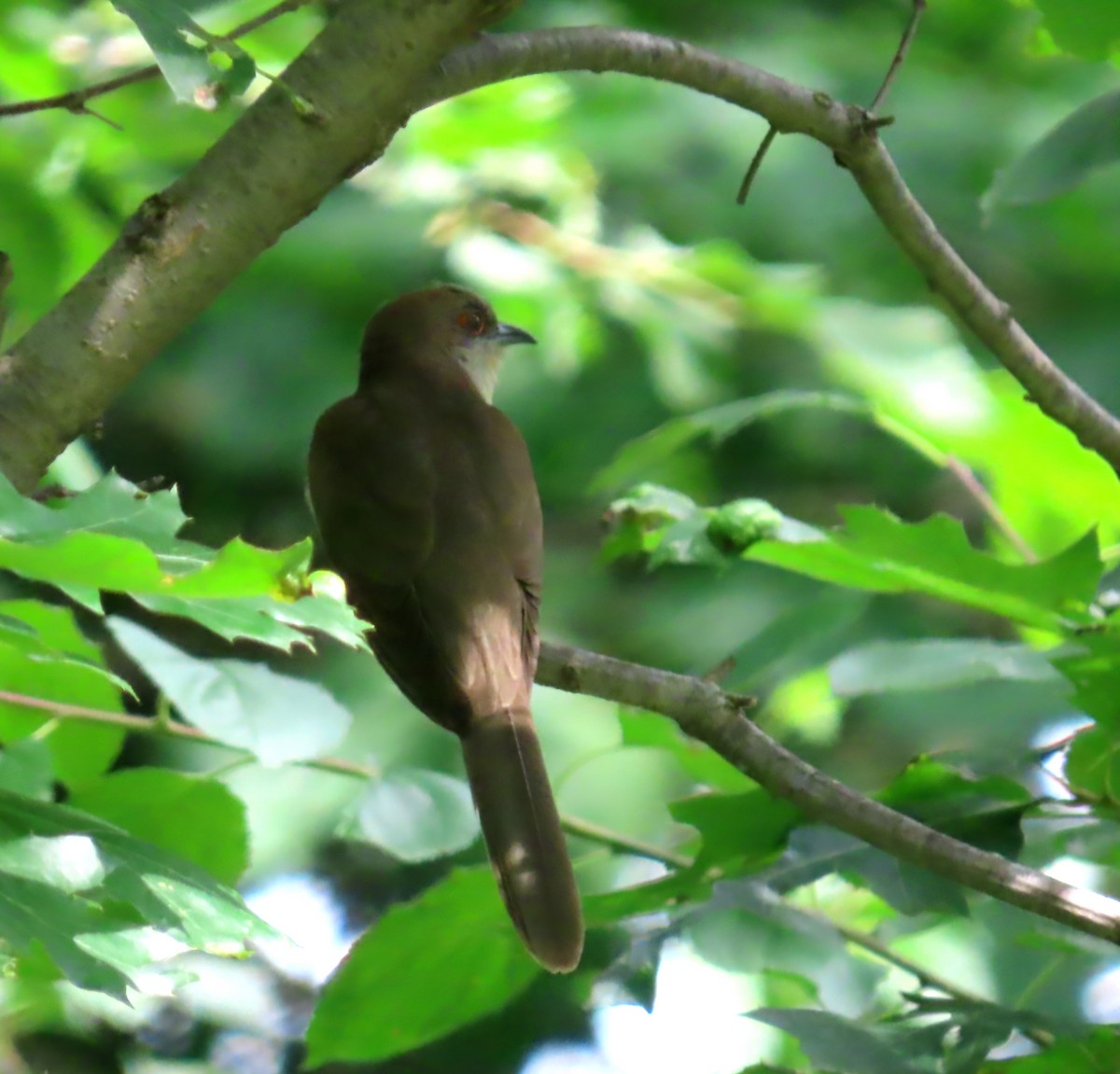 Black-billed Cuckoo - ML620622005