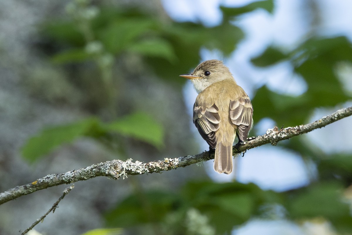 Willow Flycatcher - ML620622008