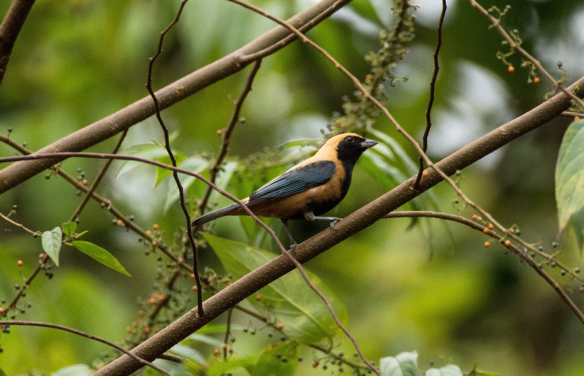 Burnished-buff Tanager - ML620622009