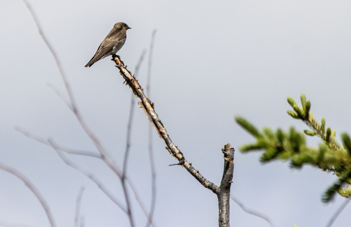 Northern Rough-winged Swallow - ML620622010