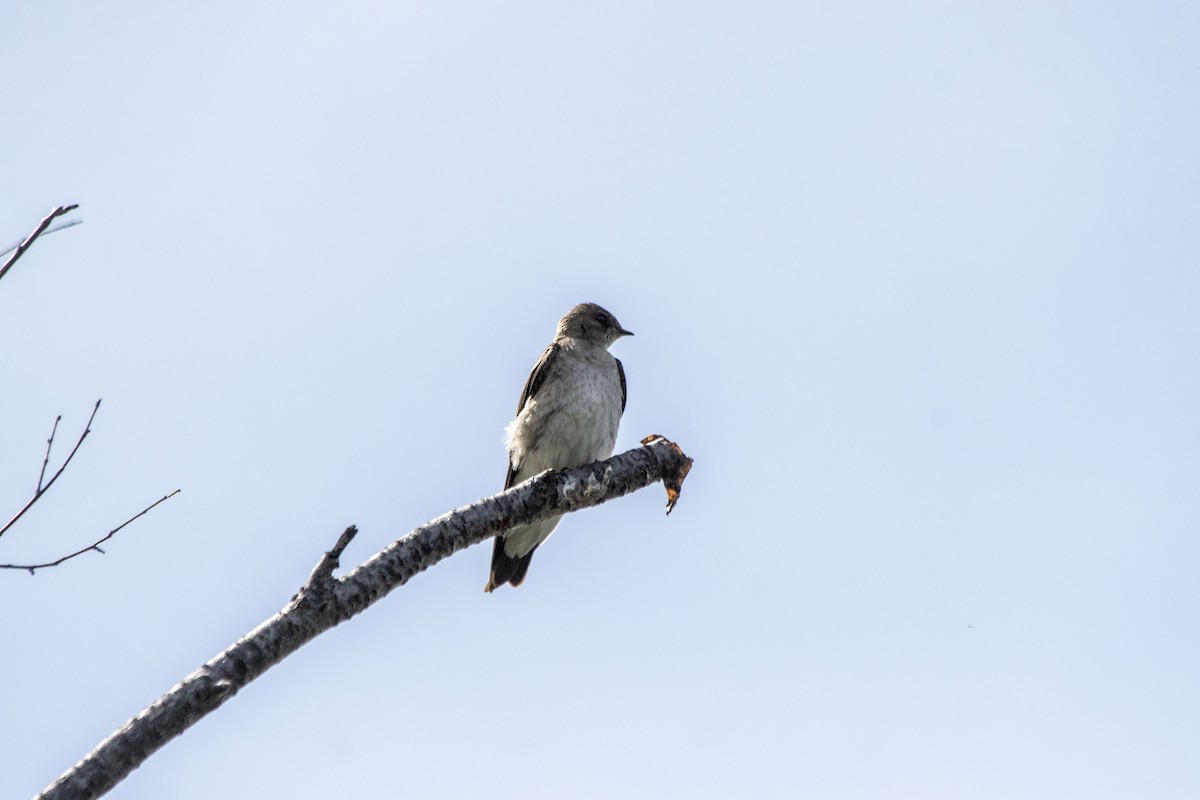 Northern Rough-winged Swallow - ML620622011