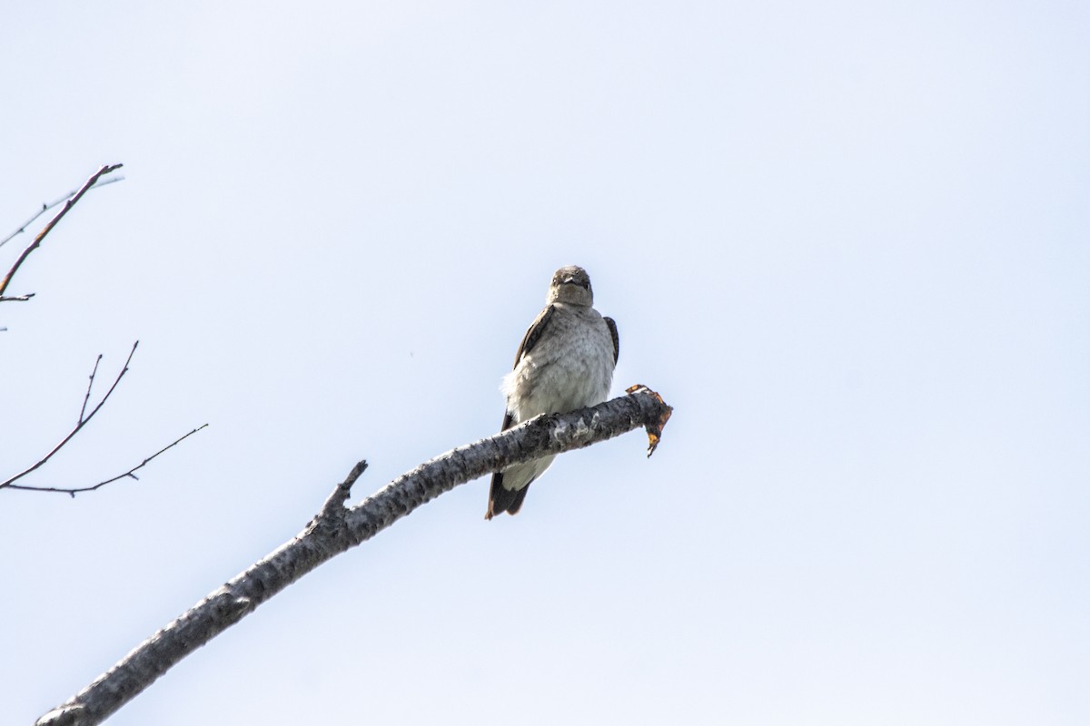 Northern Rough-winged Swallow - ML620622012