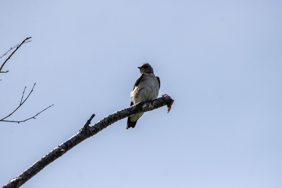 Northern Rough-winged Swallow - ML620622013