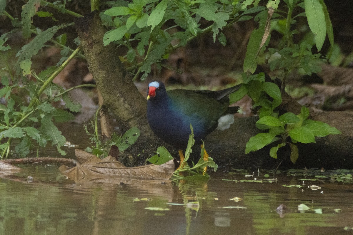 Purple Gallinule - ML620622014