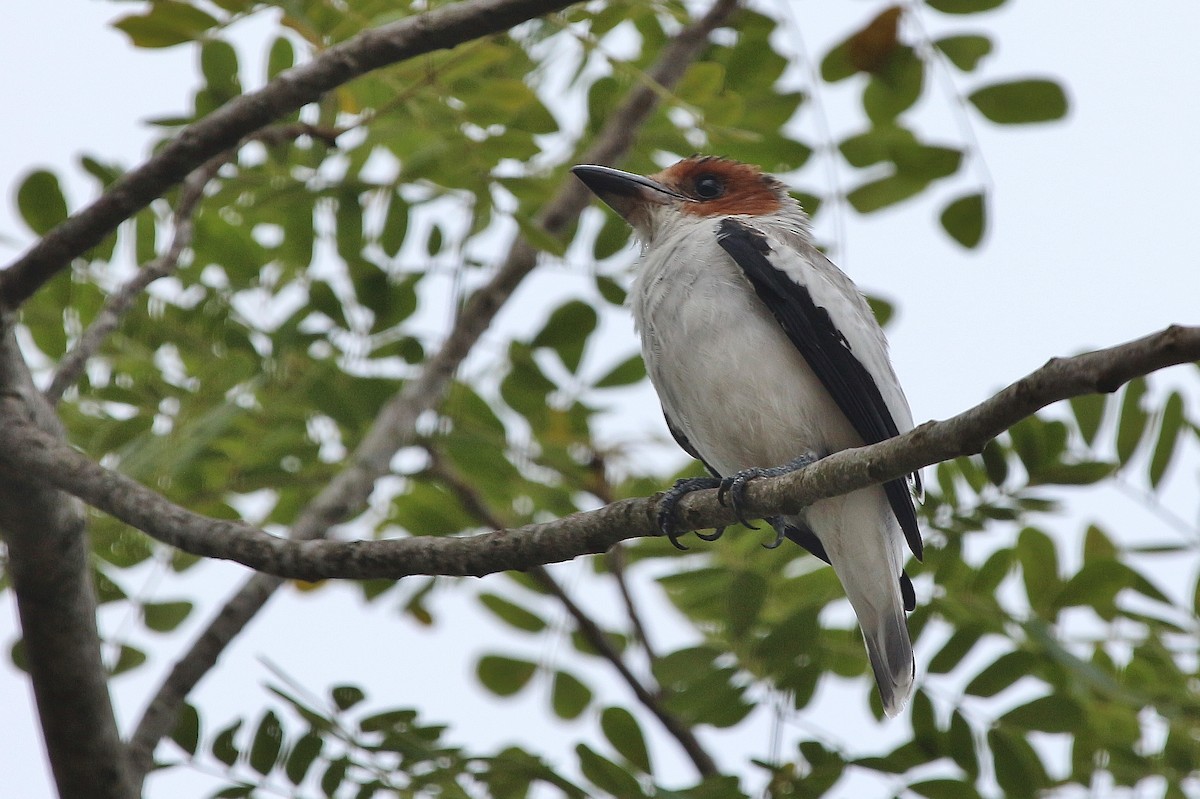 Black-crowned Tityra - ML620622019