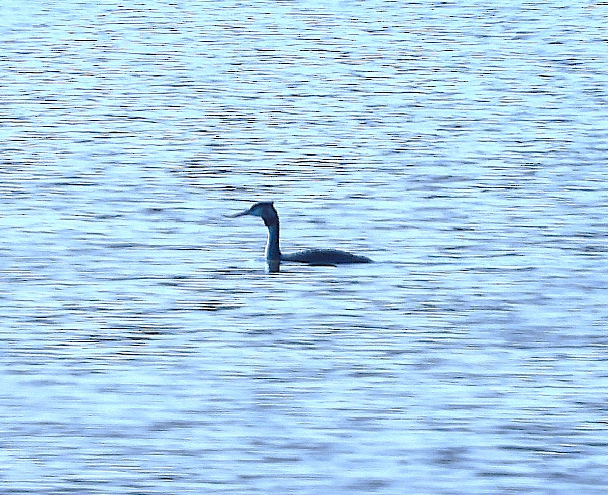 Great Crested Grebe - ML620622020