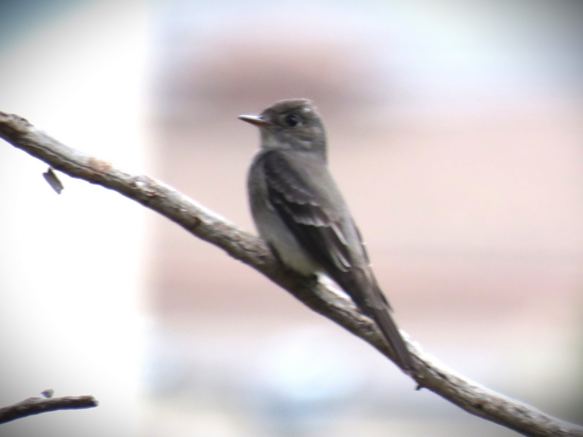 Western Wood-Pewee - ML620622021