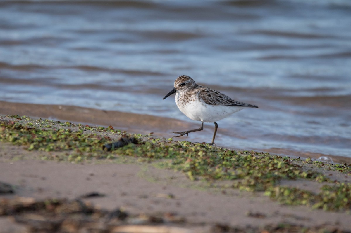 Semipalmated Sandpiper - David Ferris