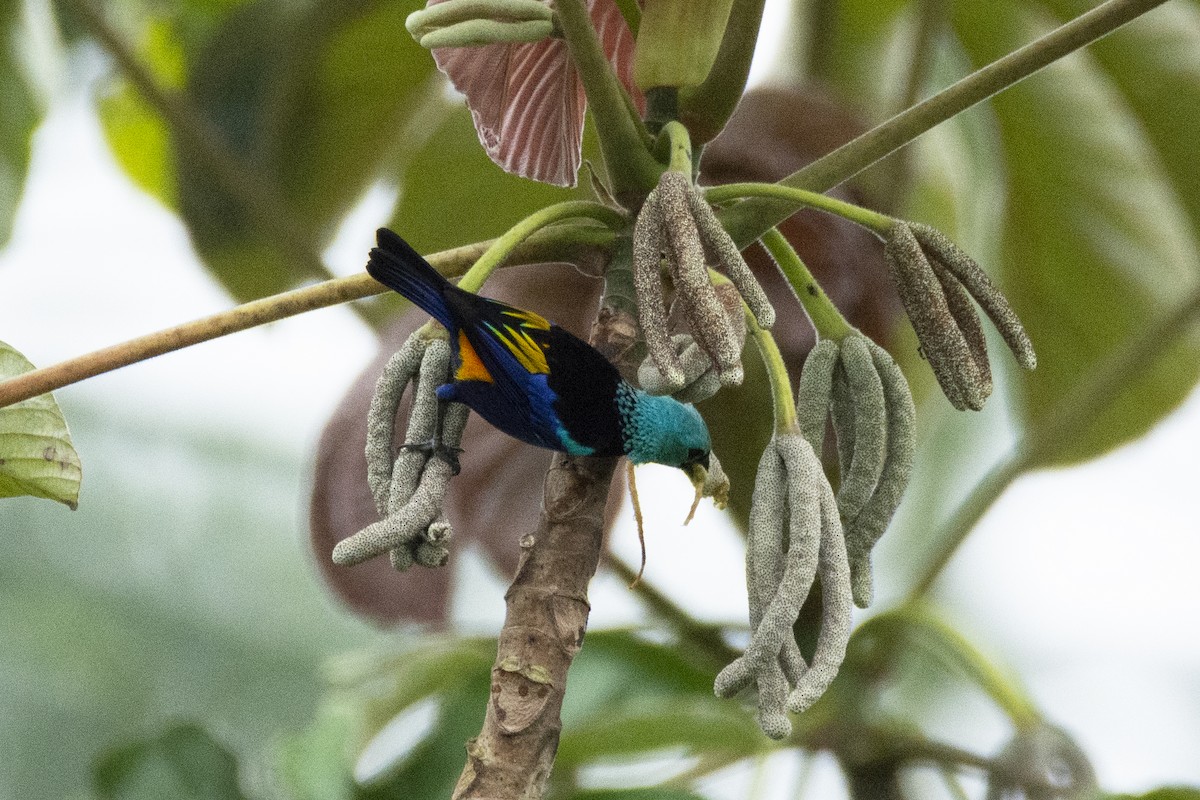 Seven-colored Tanager - ML620622023
