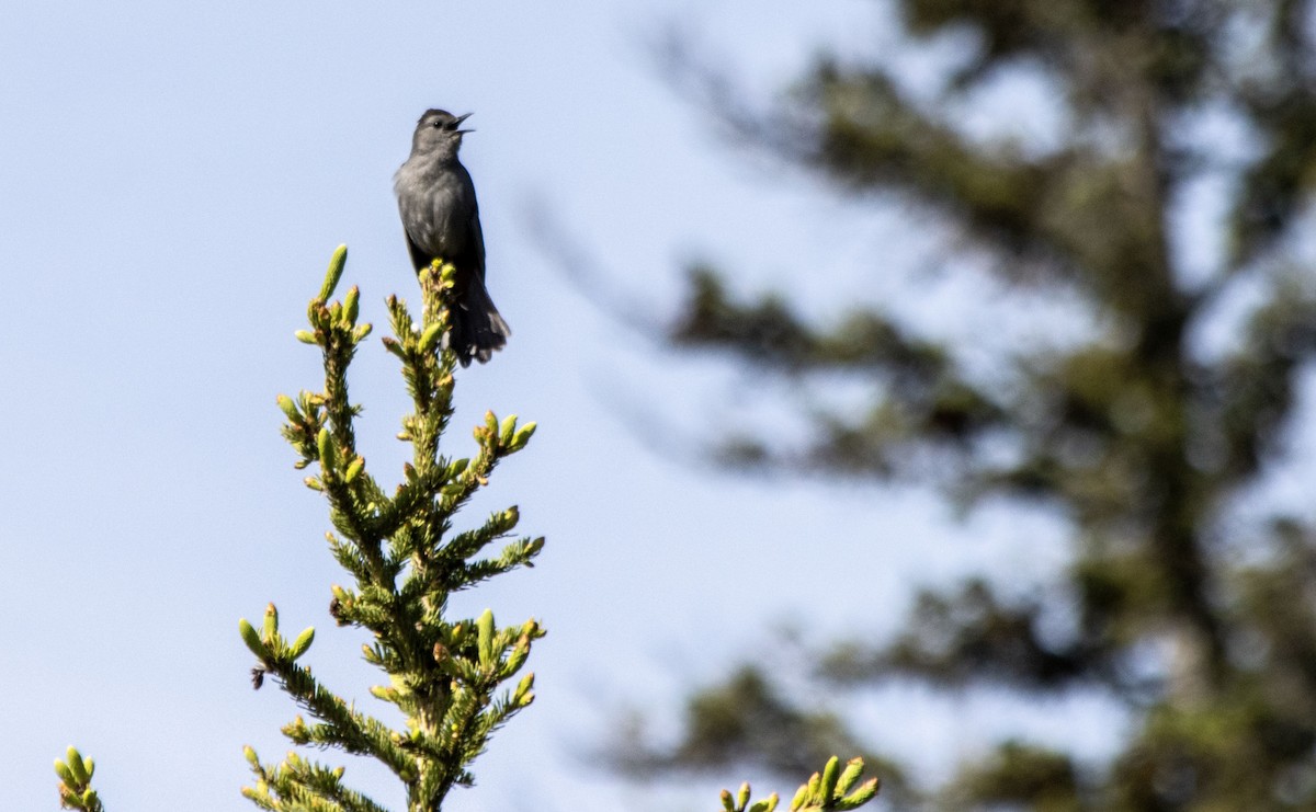 Gray Catbird - ML620622024