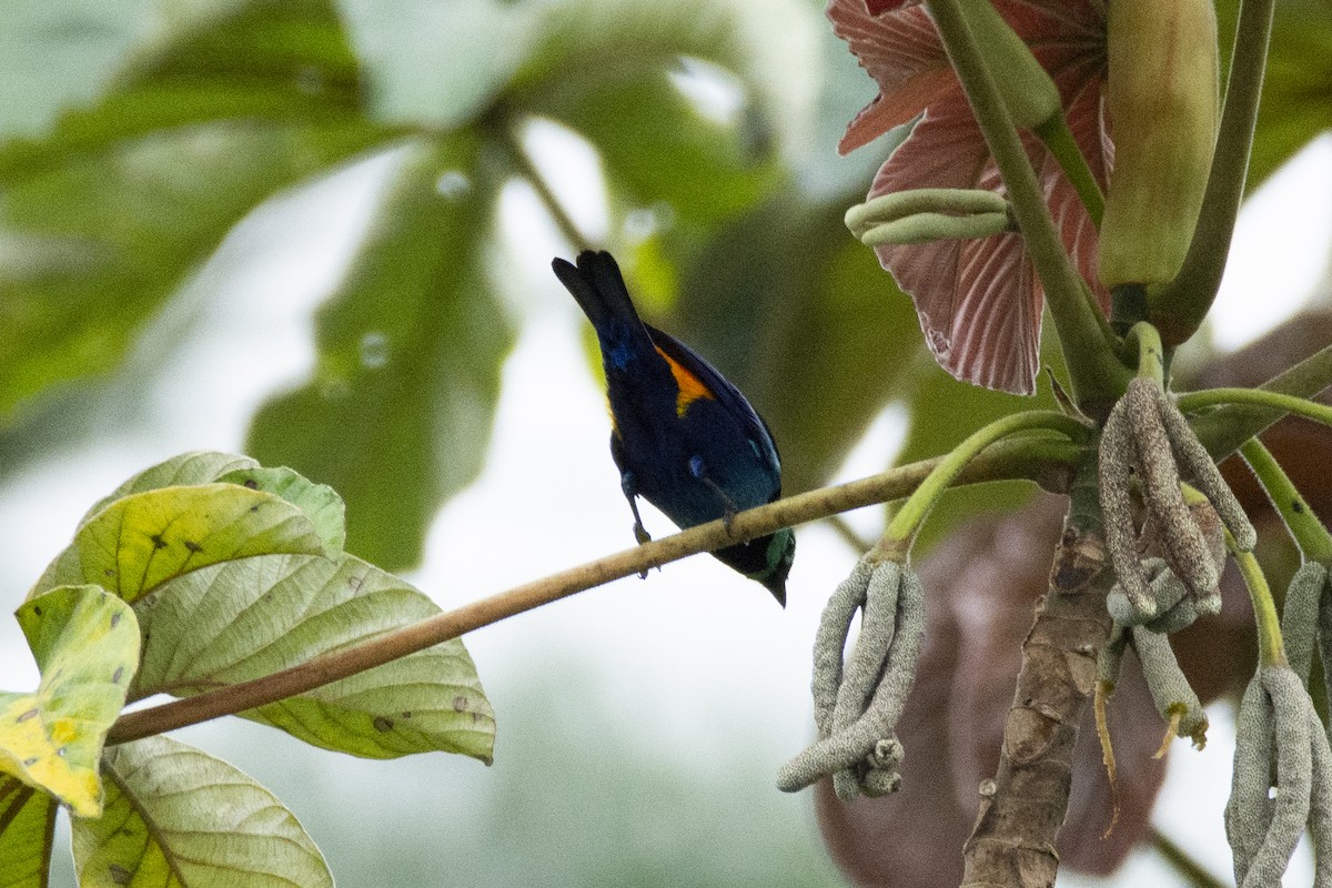 Seven-colored Tanager - ML620622025