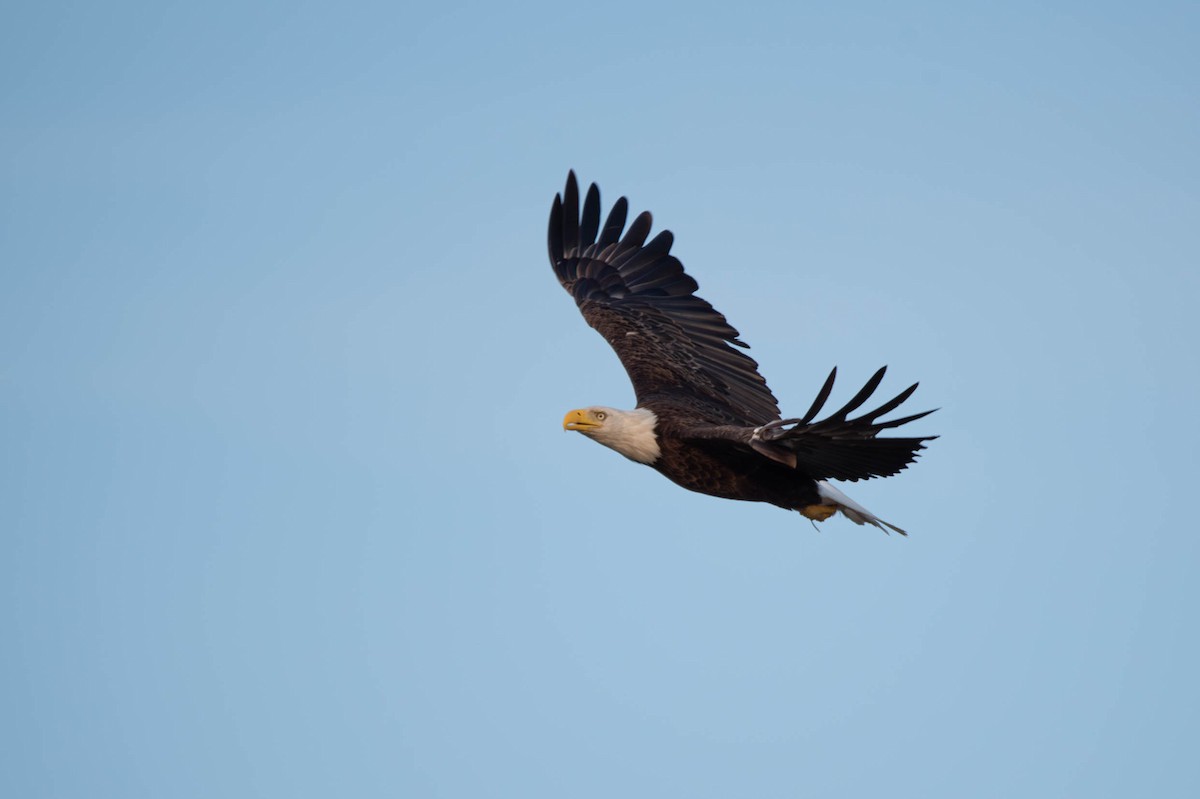 Bald Eagle - ML620622027