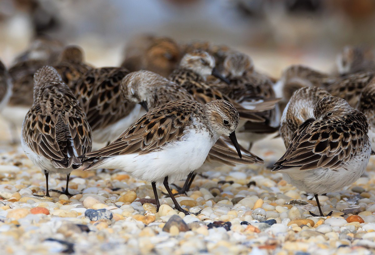 Semipalmated Sandpiper - ML620622029