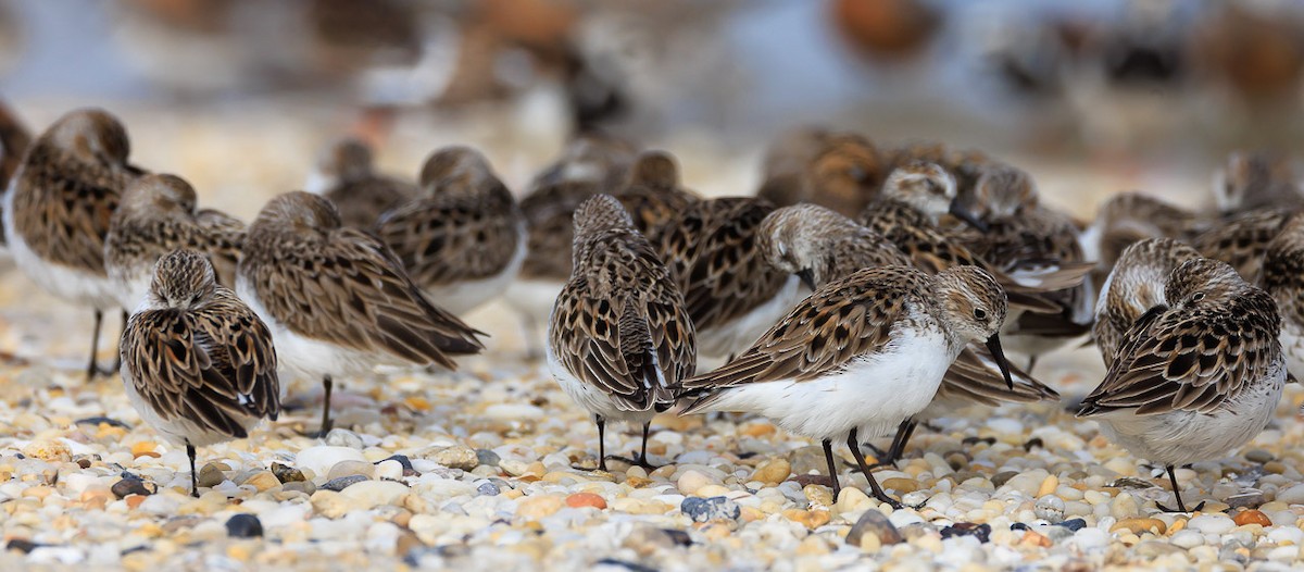 Semipalmated Sandpiper - ML620622030