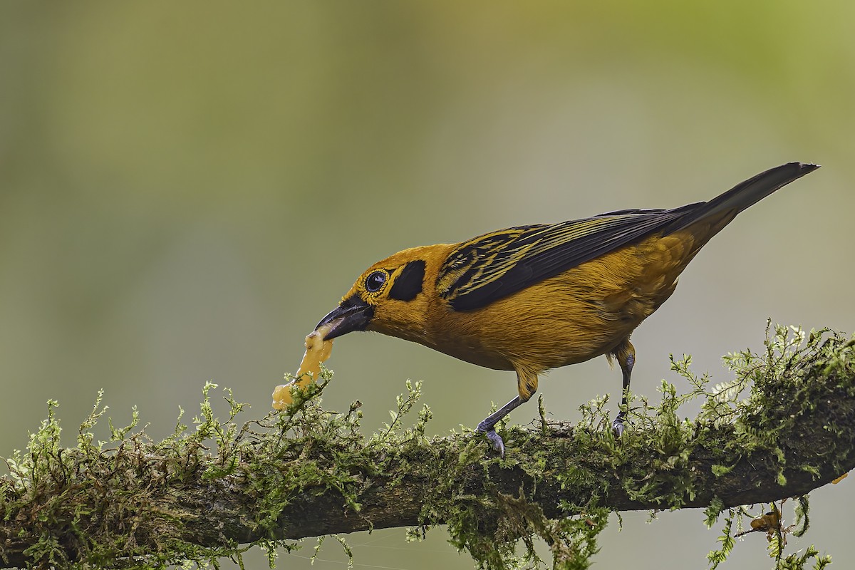 Golden Tanager - ML620622031