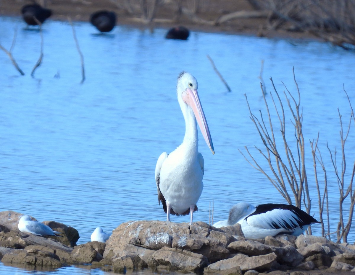 Australian Pelican - ML620622032