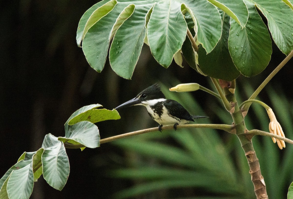 Amazon Kingfisher - ML620622034