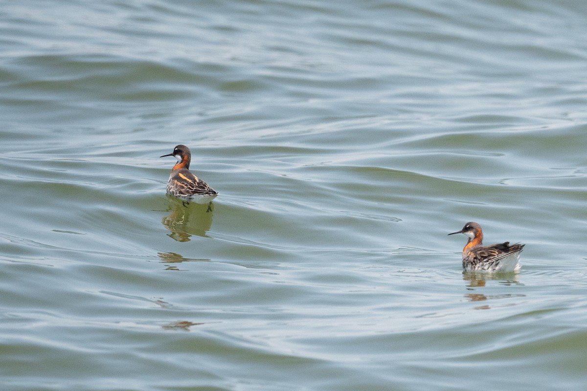 Red-necked Phalarope - ML620622035