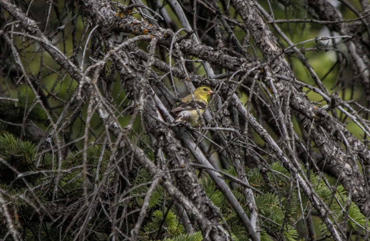 Chardonneret jaune - ML620622040